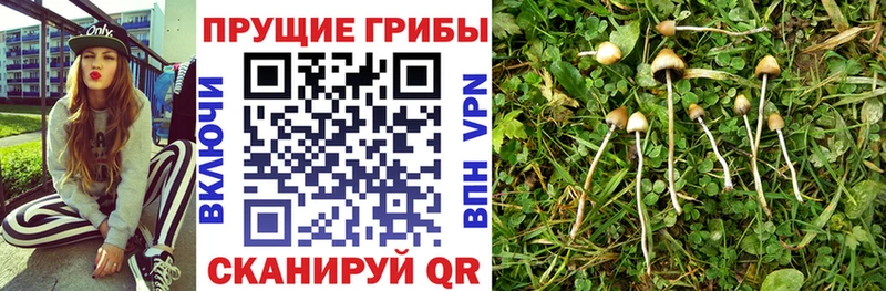 Галлюциногенные грибы прущие грибы  Новочебоксарск 